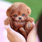 Chiot Toy Puddel Miniature Teddy Bjørn